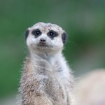 Erdmännchen steht und guckt in Kamera