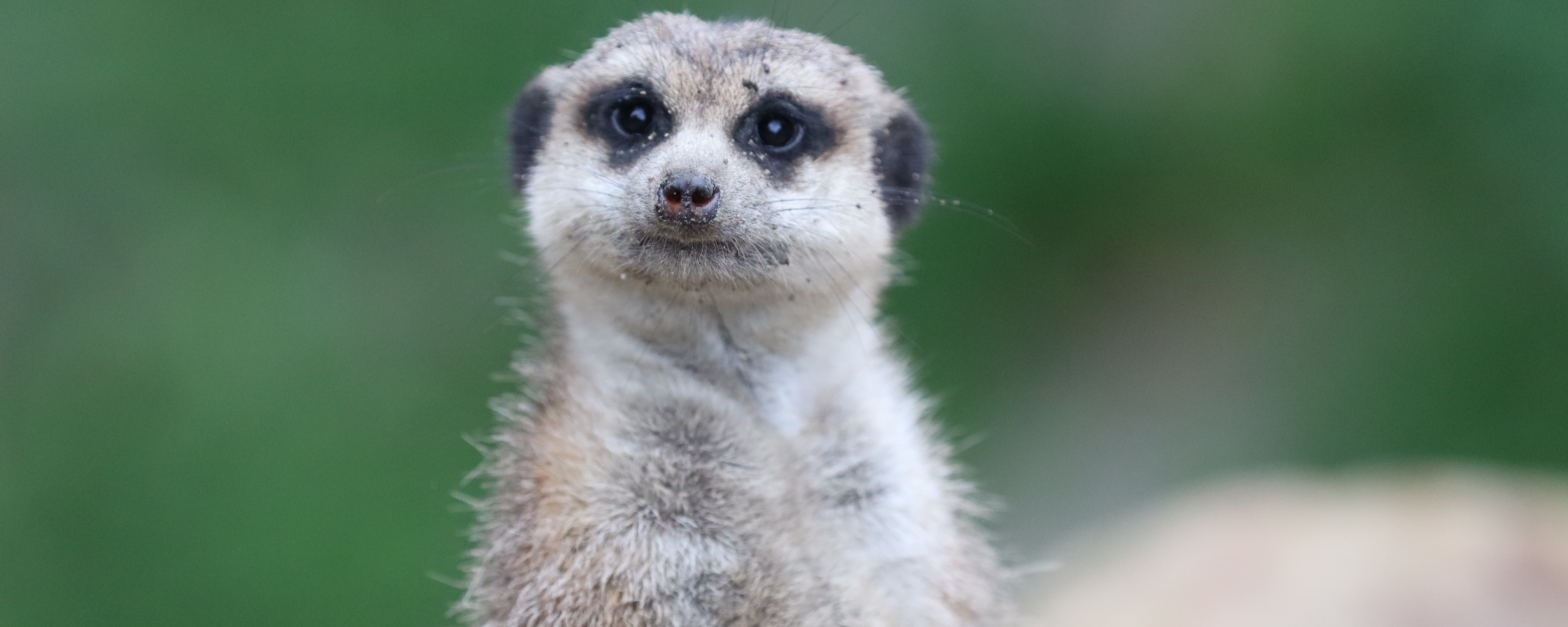 Erdmännchen steht und guckt in Kamera