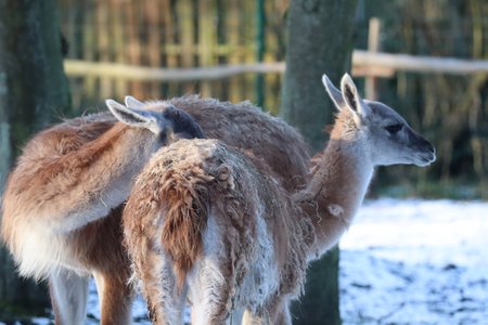 Zwei Guanakos im Schnee