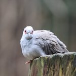 Eine Diamanttaube sitzt auf Holzstamm