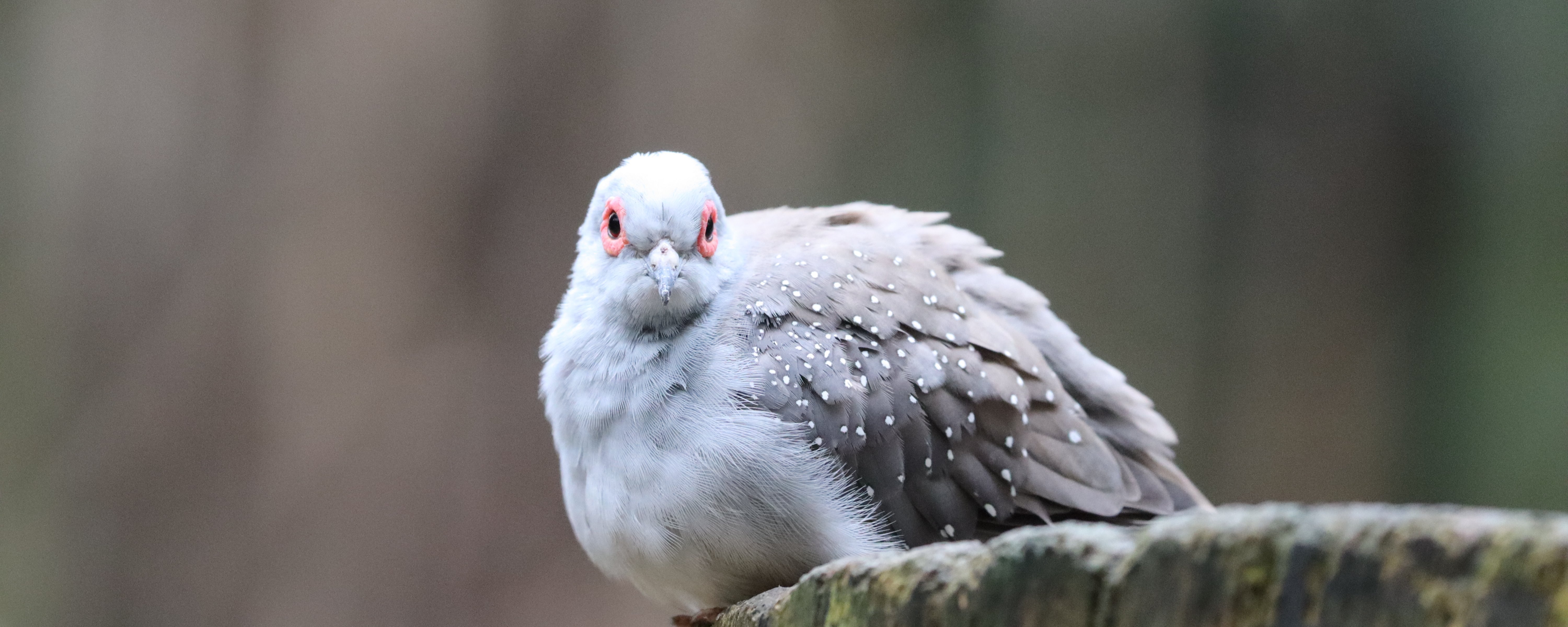 Eine Diamanttaube sitzt auf Holzstamm