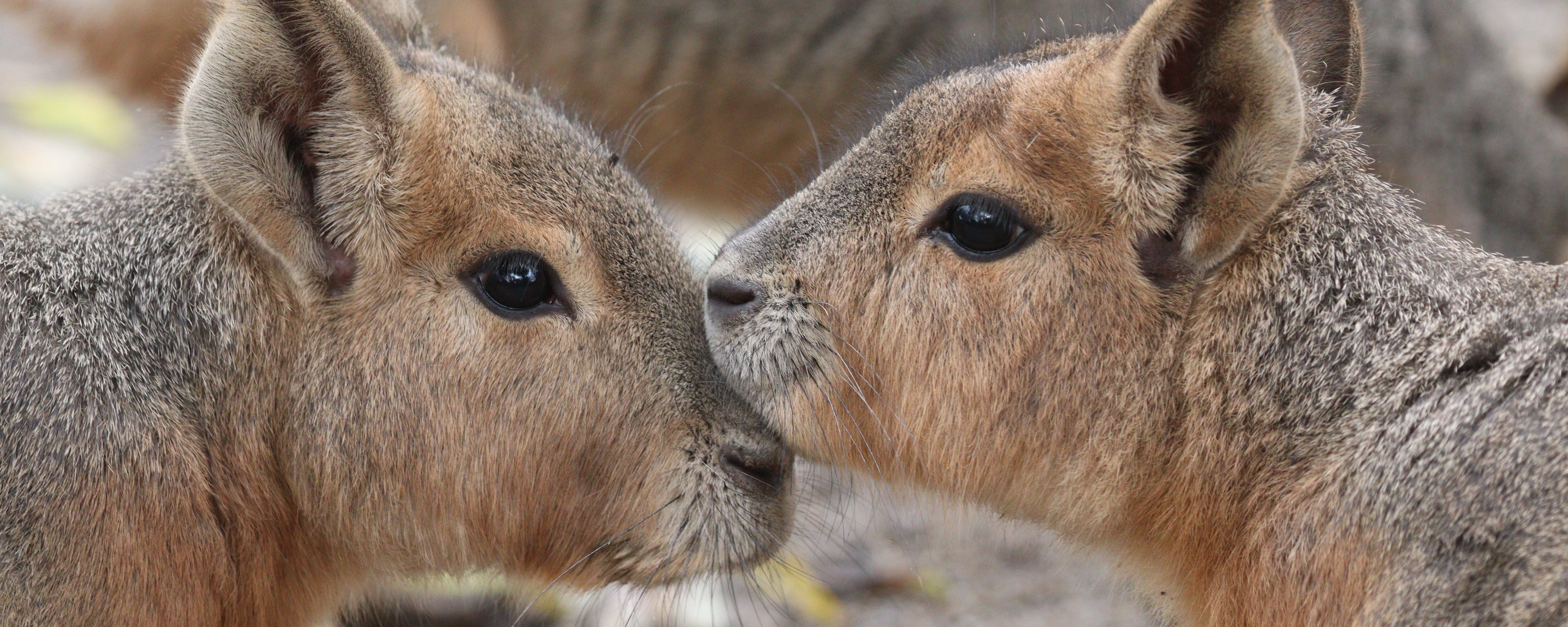 Zwei große Maras Köpfe nah beieinander