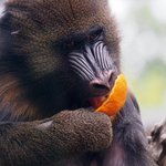 Mandrill Weibchen beißt in eine Orange