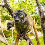 Weißkopfmaki Weibchen sitzt auf Ast und guckt in Kamera