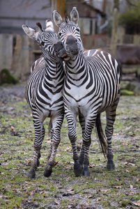 Zwei Zebras laufen nebeneinander auf die Kamera zu