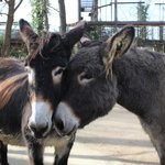 Zwei Poitou-Esel stehen dicht beieinander, Köpfe berühren sich