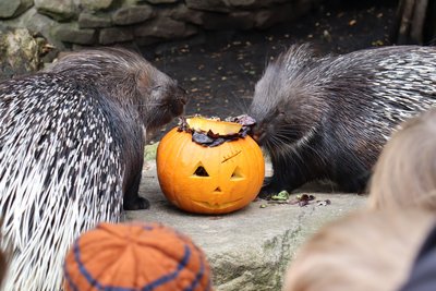 Zwei Stachelschweine knabbern an einem geschnitzten Halloween-Kürbis, der mit Futter gefüllt ist