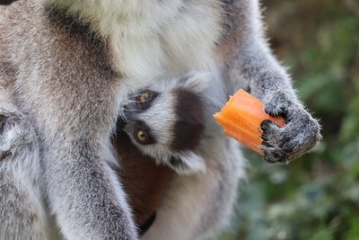 Jungtier am Bauch der Katta-Mutter