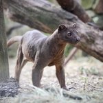 Fossa steht mit Baumstämmen im Hintergrund