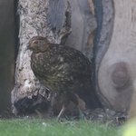 Ein Tragopan im Gras