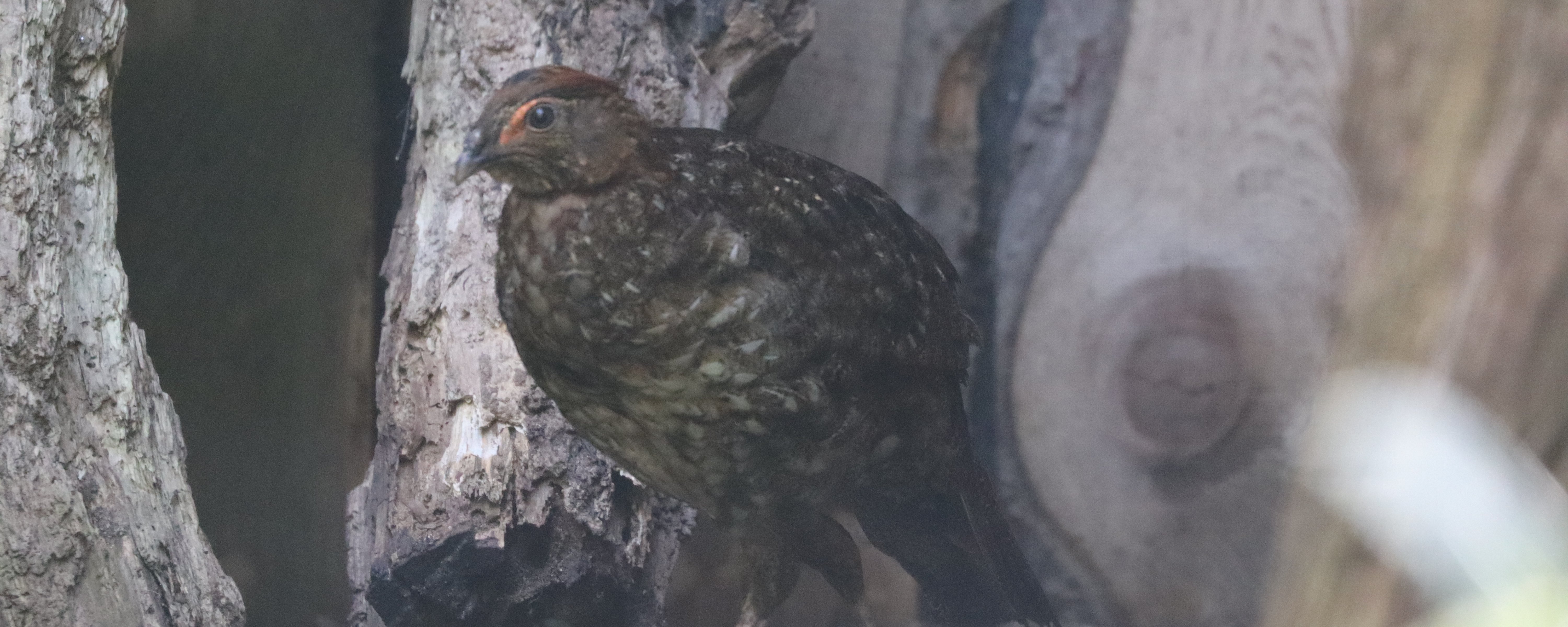 Ein Tragopan im Gras