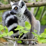 Katta sitzt auf Ast mit grünen Blättern im Vordergrund