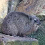 Klippschliefer sitzt auf Stein Ganzkörper