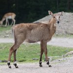 Eine Nilgauantilope steht