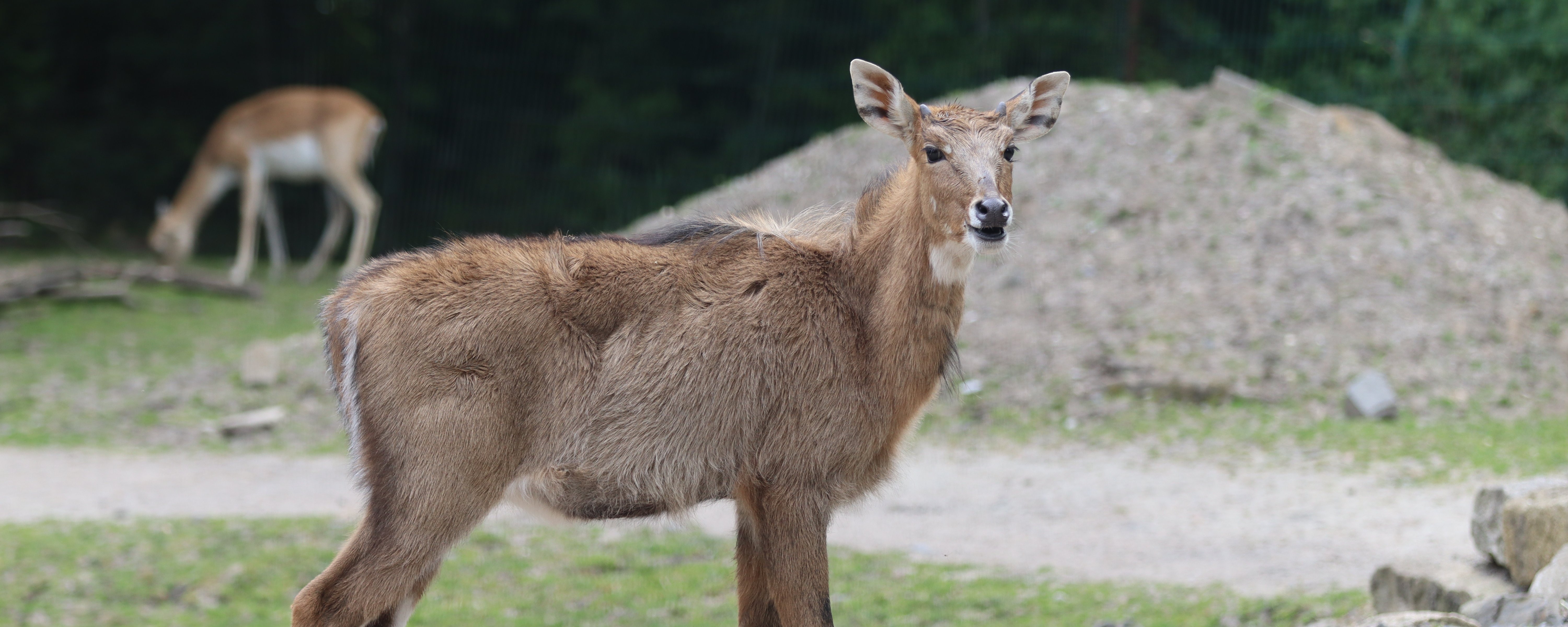 Eine Nilgauantilope steht