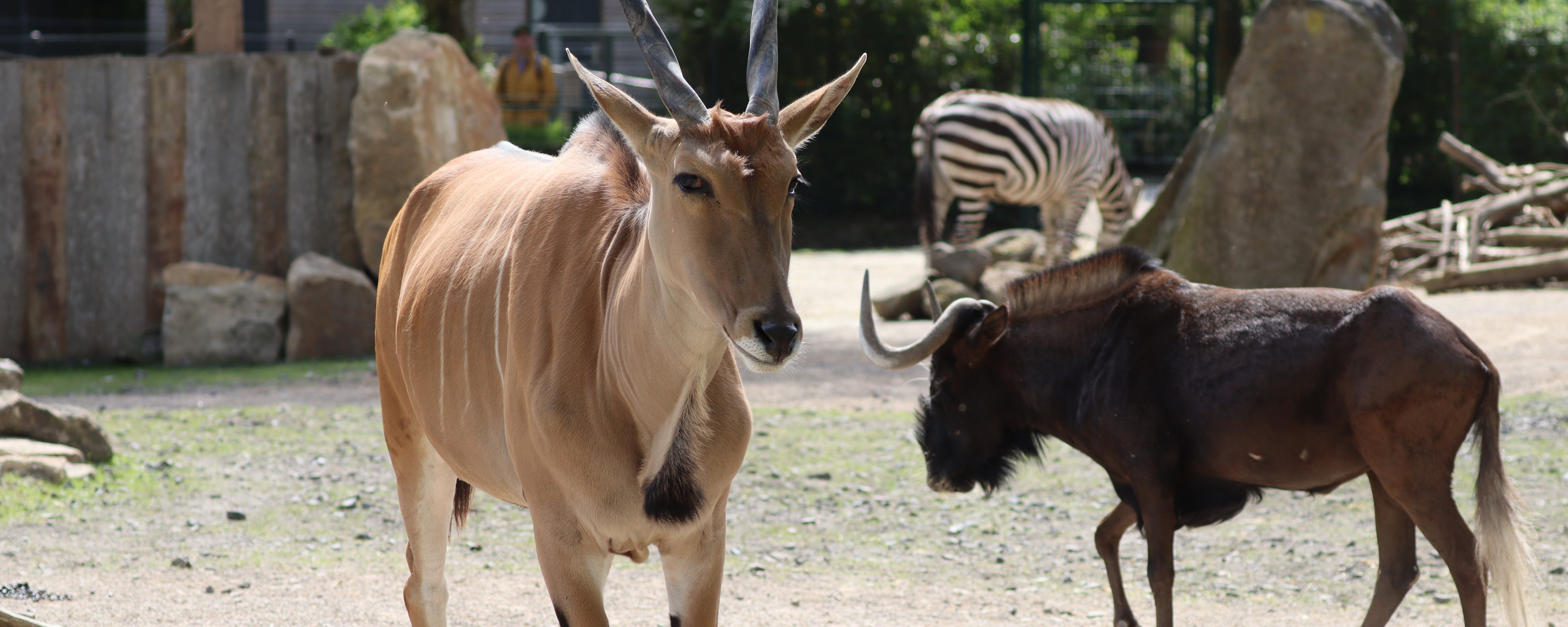 Eine Elenantilope, ein Gnus und ein Zebra im Hintergrund