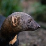 Ein Tayra Kopf guckt nach rechts