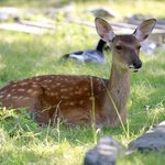 Dybowski-Hirsch liegt im grünen Gras