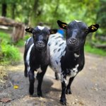 Zwer Zwergziegen gucken in die Kamera