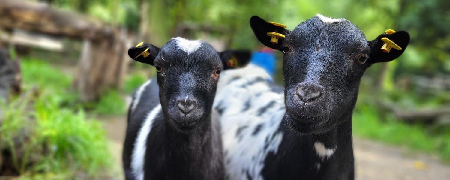 Zwer Zwergziegen gucken in die Kamera