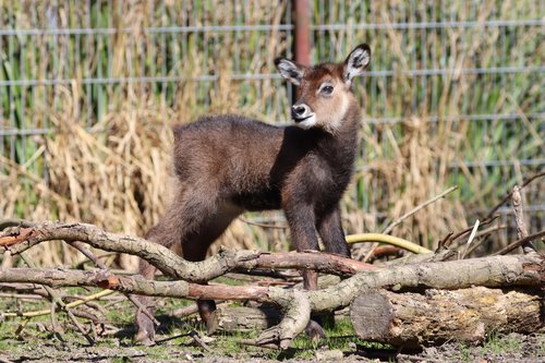 Kleiner Wasserbock steht vor Holzästen