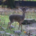 Kirk Dik Dik steht im Gras und guckt in die Kamera