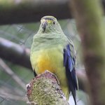 Feinsittich mit grünem Hals sitzt auf Ast