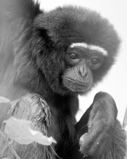 Borneo Gibbon Franz in schwarz-weiß