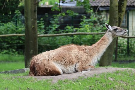 Guanako liegt im Gras