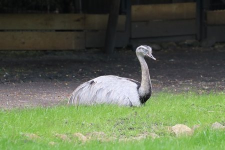 Nandu liegt im Gras