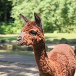 Braunes Alpaka mit Baum im Hintergrund