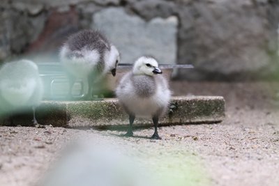 Küken der Nonnengänse