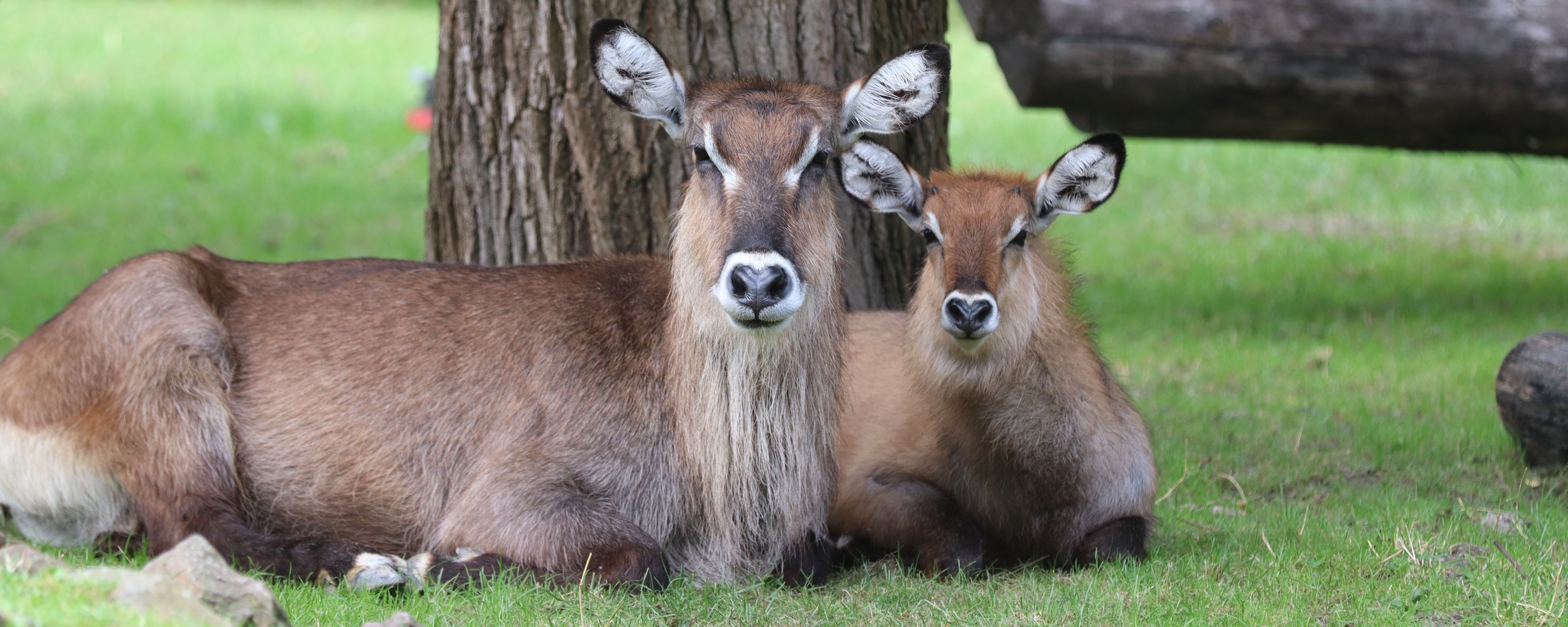 Zwei Wasserböcke liegen im Gras vor einem Baum