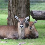 Zwei Wasserböcke liegen im Gras vor einem Baum