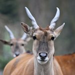 Elenantilope mit zwei großen Hörnern guckt in die Kamera