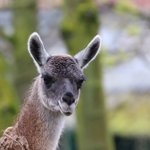 Guanako Kopf guckt in Kamera