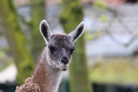 Guanako Kopf guckt in Kamera