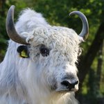 Weißer großer Yak 