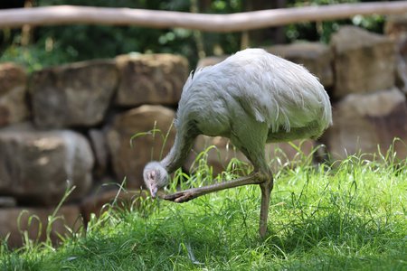 Nandu steht im grünen Gras