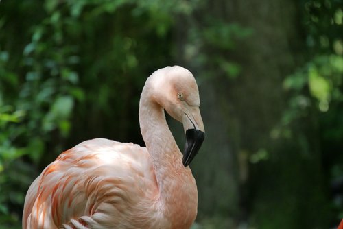 Einzelner Flamingo