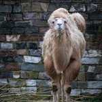 Trampeltier mit hellem dicken Fell steht vor Mauer