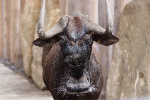 Weißschwanzgnu guckt in Kamera