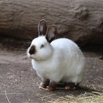 Weißes Marderkaninchen sitzt auf Erde