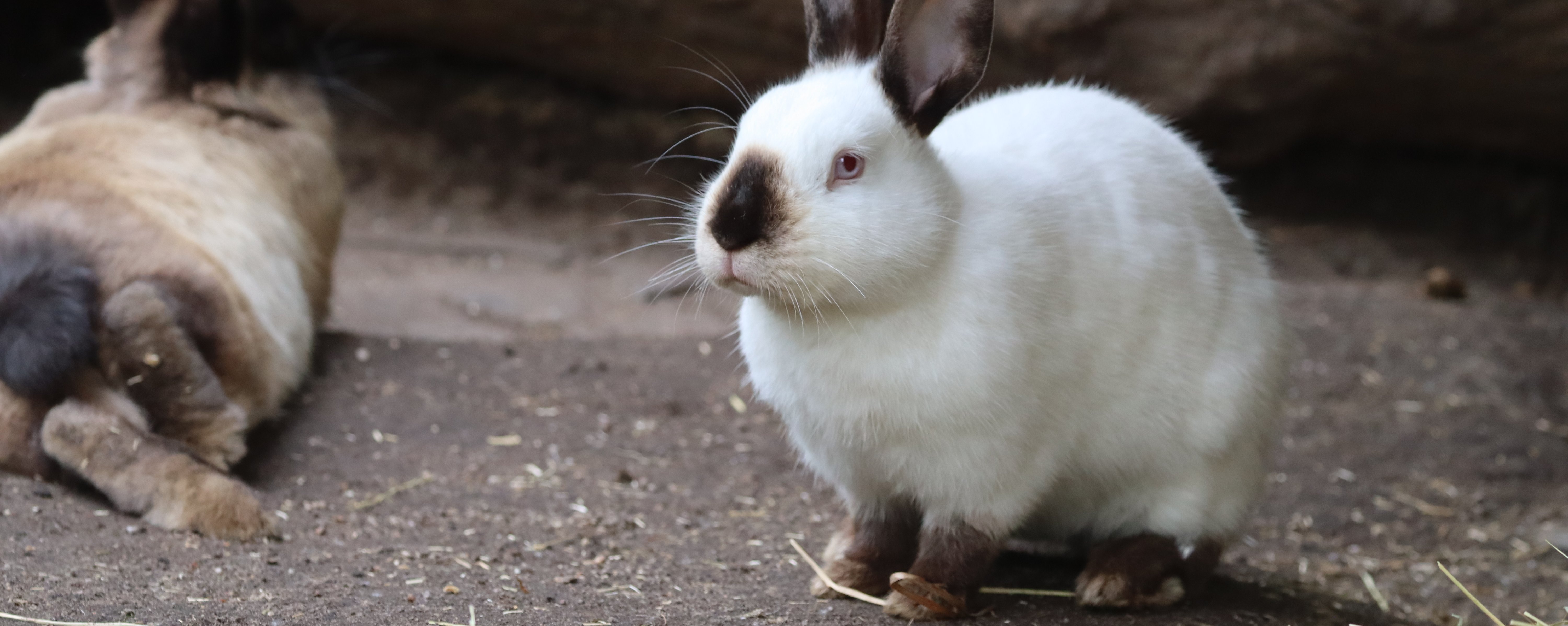 Weißes Marderkaninchen sitzt auf Erde