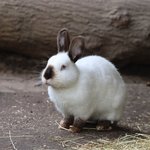 Weißes Marderkaninchen sitzt auf Erde