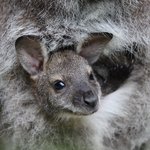 Känguru Jungtier guckt aus dem Beutel der Mutter
