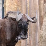 Weißschwanzgnu von der Seite vor einer Steinwand