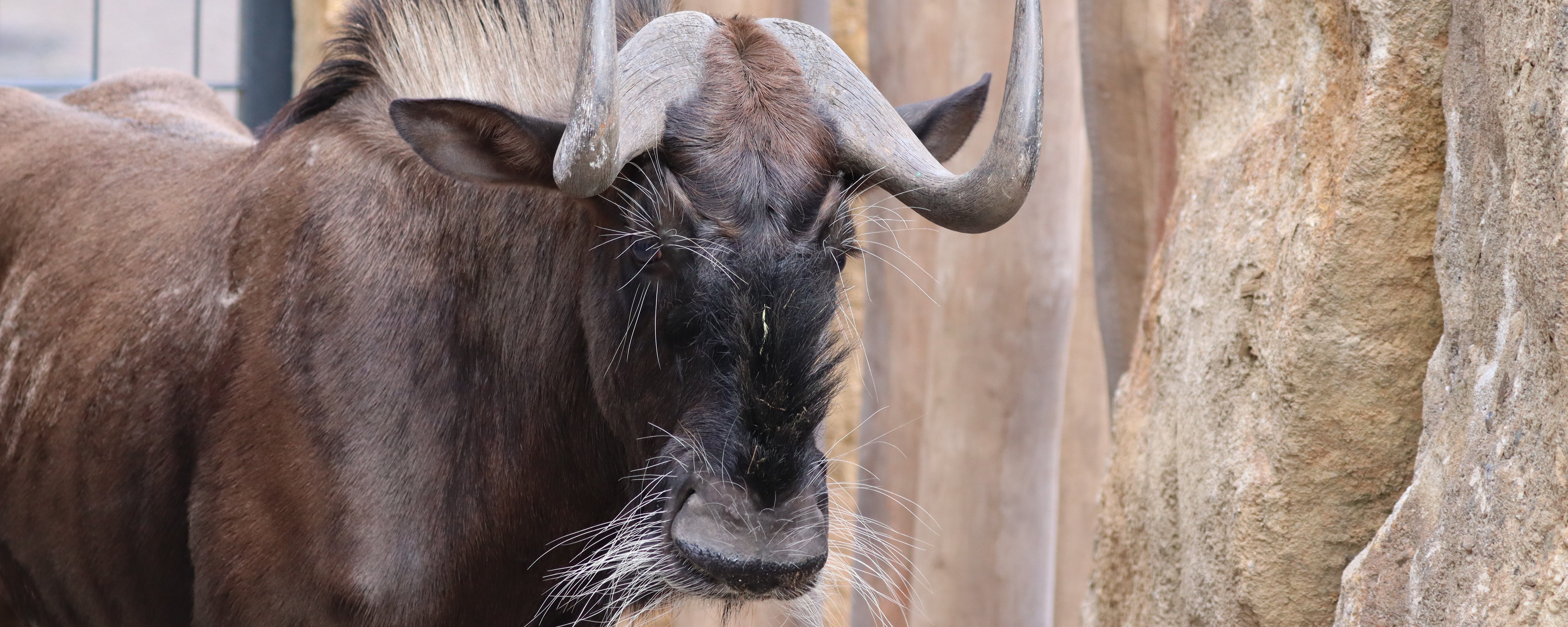 Weißschwanzgnu von der Seite vor einer Steinwand