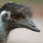 Emu Kopf