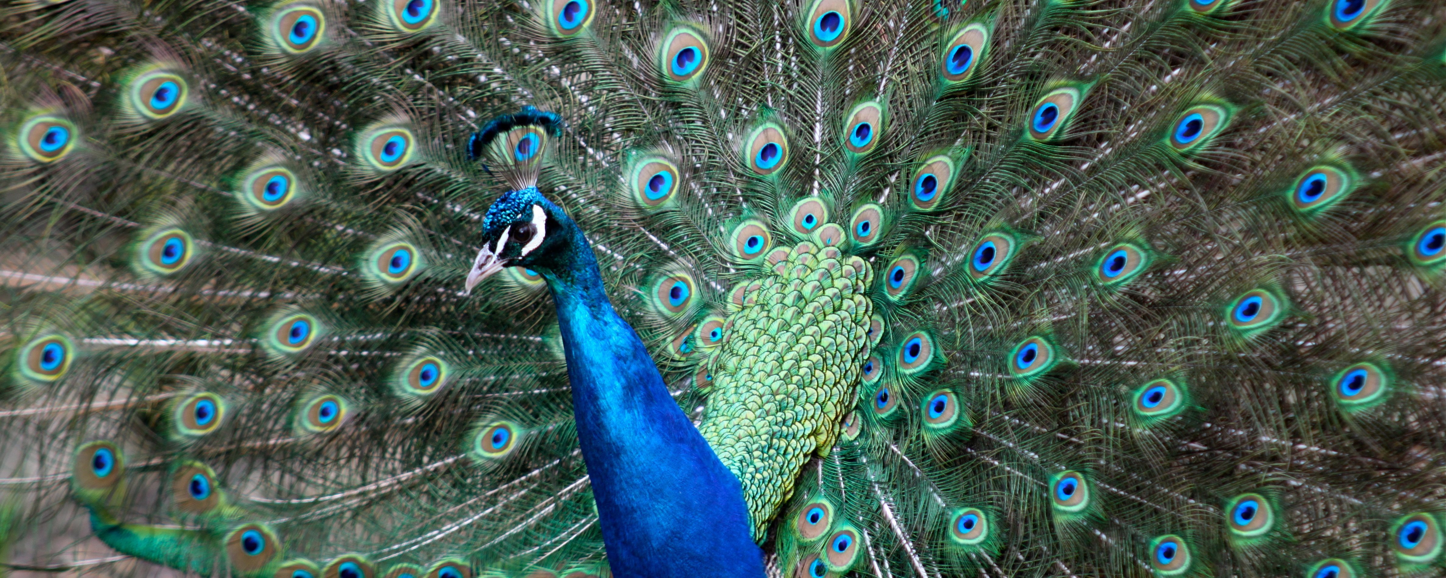 Pfau mit blauen Federn stellt Schmuckfedern zu einem Rad auf